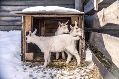 Küçük keçi yakınındaki kulübenin kışın yürüyor