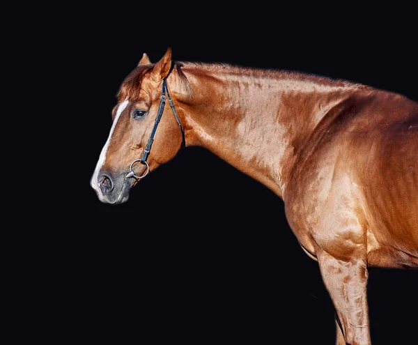 Vacker Röd Hingst Poserar För Stående Svart Bakgrund — Stockfoto