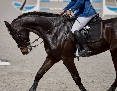 Bay Horse gösteri atlama yarışmalarında oynuyor.