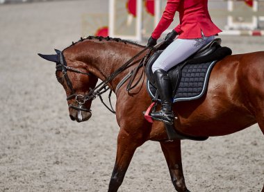Bay Horse gösteri atlama yarışmalarında oynuyor.