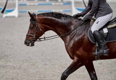 Bay Horse gösteri atlama yarışmalarında oynuyor.