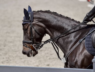 Bay Horse gösteri atlama yarışmalarında oynuyor.