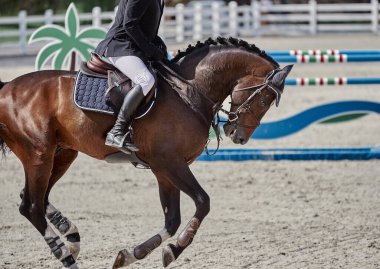 Bay Horse gösteri atlama yarışmalarında oynuyor.