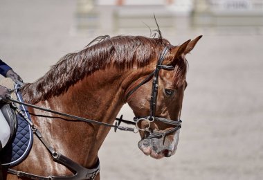 Kırmızı at gösteri atlama yarışmalarında oynuyor.