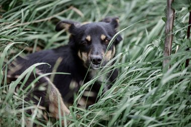 Çoban köpeği doğada dinleniyor.