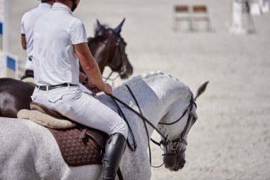 Gri at gösteri atlama yarışmalarında oynuyor