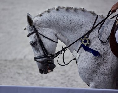 Gri at gösteri atlama yarışmalarında oynuyor