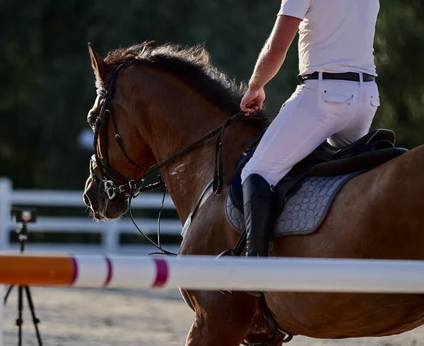 The bay horse performs in show jumping competitions