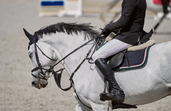 Gray horse performs in show jumping competitions