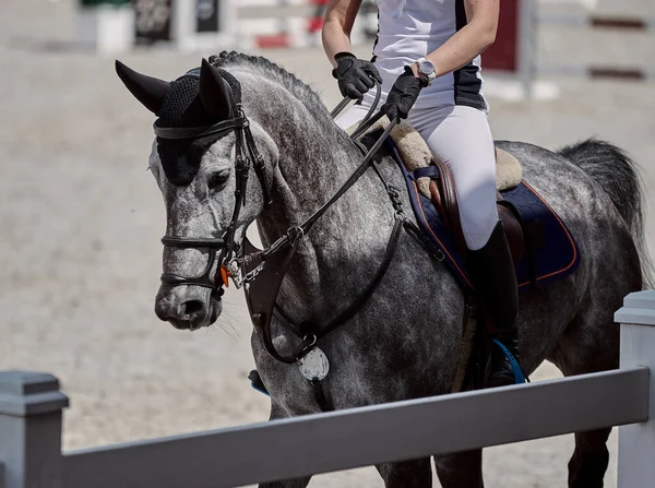 Gray horse performs in show jumping competitions