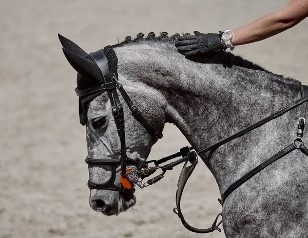 Gray horse performs in show jumping competitions