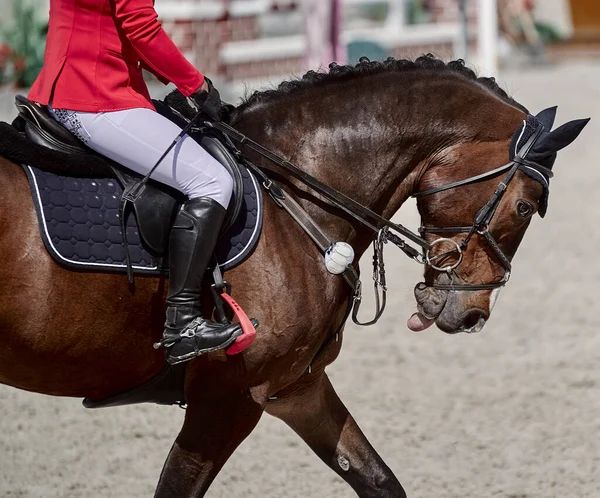 Bay Horse Performs Show Jumping Competitions — Stock Photo, Image