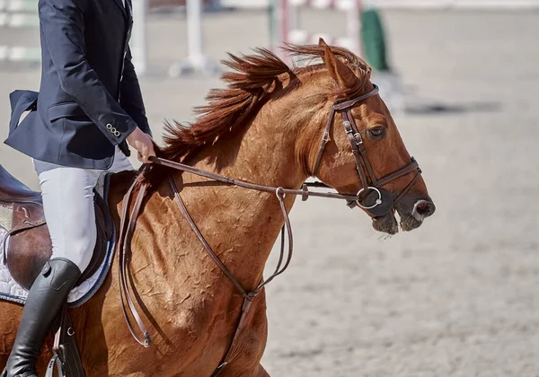 Red Horse Performs Show Jumping Competitions — Stock Photo, Image