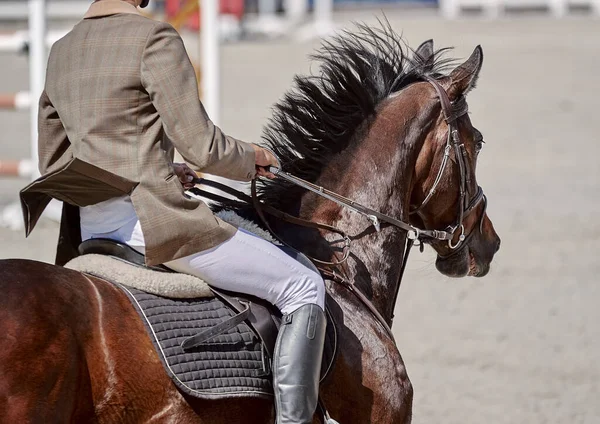 Het Laurierpaard Treedt Springwedstrijden — Stockfoto