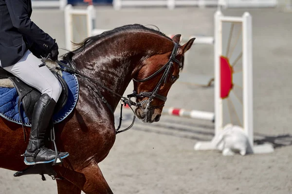 Bay Horse Performs Show Jumping Competitions — Stock Photo, Image