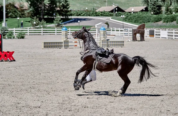 Jinete Cae Caballo Negro Concursos Salto Espectáculo — Foto de Stock