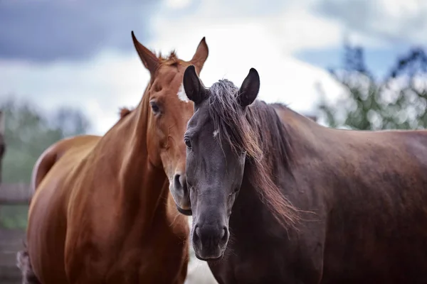 Porträt Von Pferden Der Natur — Stockfoto