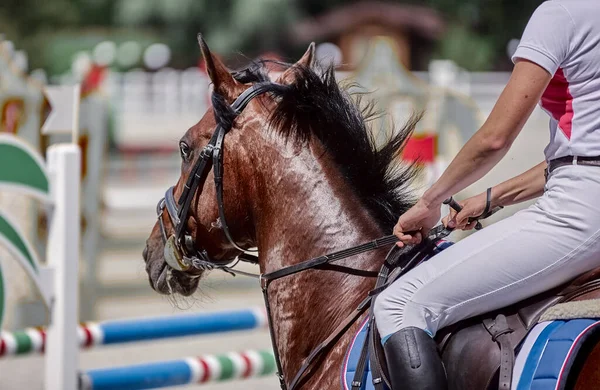 The bay horse performs in show jumping competitions