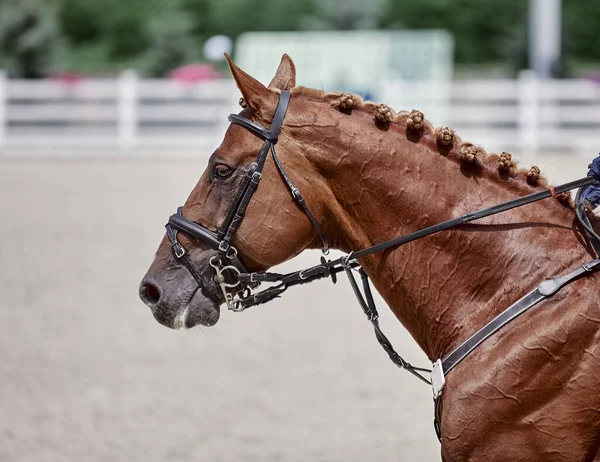 Red horse performs in show jumping competitions