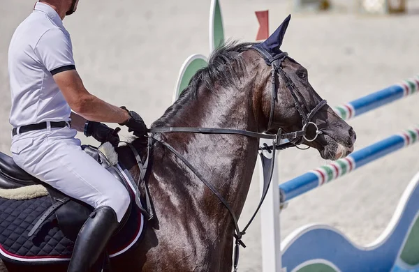 Bay Horse Performs Show Jumping Competitions — Stock Photo, Image