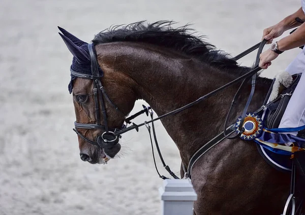 The bay horse performs in show jumping competitions