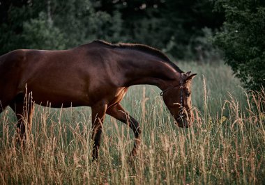 Güzel körfez atı başıboş çayırda yürüyor.