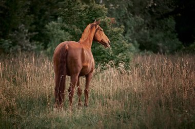 Güzel kırmızı at başıboş çayırda yürüyor.