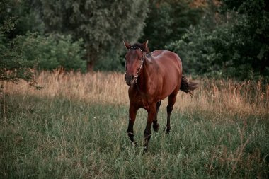 Güzel körfez atı başıboş çayırda yürüyor.