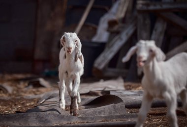 Genç, güzel keçiler dışarıda yürüyor.
