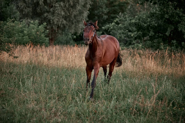 Beautiful bay horse walks in the meadow on the loose
