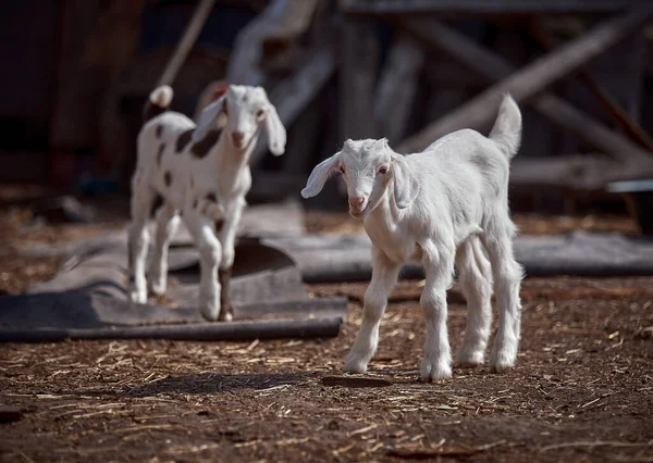 Young Beautiful Goats Walk Outdoors — Stock Photo, Image