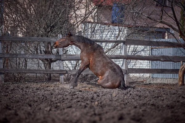 Bay Häst Föll Penna Sanden — Stockfoto