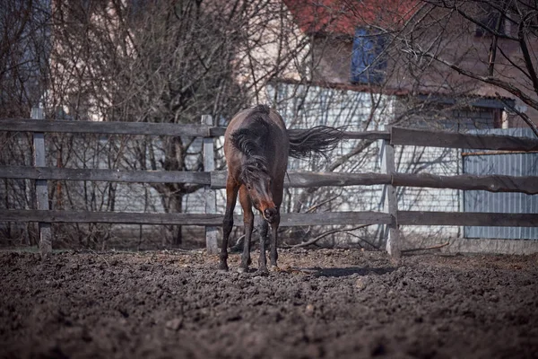 Ein Lorbeerpferd Fiel Einem Gehege Den Sand — Stockfoto