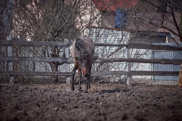 Ένα Άλογο Του Κόλπου Έπεσε Ένα Στυλό Στην Άμμο — Φωτογραφία Αρχείου