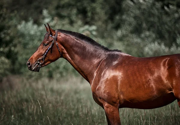 Красивая Лошадь Гуляет Лугу Свободе — стоковое фото