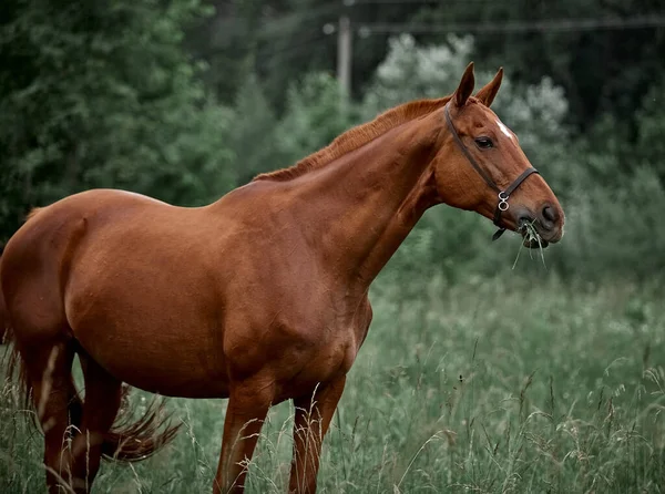 緩やかな上の牧草地で美しい赤い馬の散歩 — ストック写真