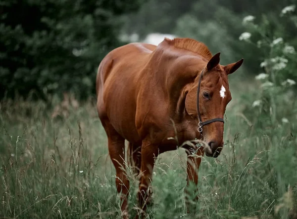 Красивий Червоний Кінь Гуляє Лузі Вільному — стокове фото