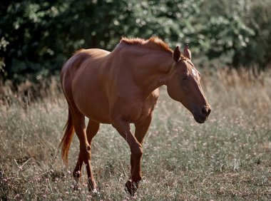 Güzel kırmızı at özgürce koşuyor
