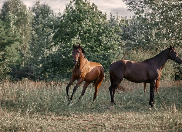 Belo Cavalo Baía Correndo Livre — Fotografia de Stock