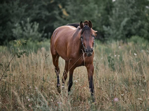 Güzel at koşuyor özgürce