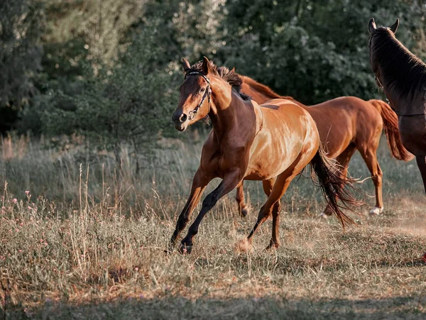 Belo Cavalo Baía Correndo Livre — Fotografia de Stock