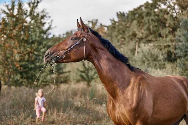 Güzel at koşuyor özgürce