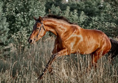 Güzel Bay atı koşuyor özgürce koşuyor