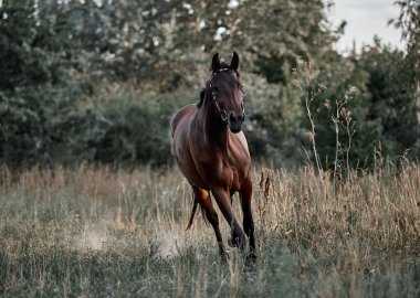 Güzel Bay atı koşuyor özgürce koşuyor