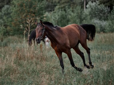 Güzel Bay atı koşuyor özgürce koşuyor