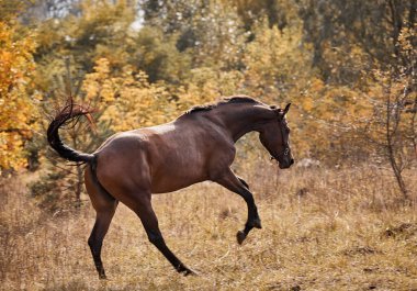 Güzel bir körfez atı sonbaharda sarı yapraklarla özgürce koşar.