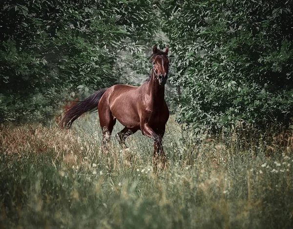 Mooie Baai Paard Loopt Gratismooie Baai Paard Loopt Gratis — Stockfoto