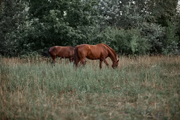 Όμορφα Άλογα Περπατούν Ελεύθερα — Φωτογραφία Αρχείου