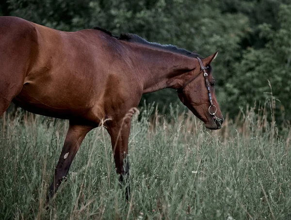 Gyönyörű Babérló Fut Ingyenesgyönyörű Babérló Fut Szabadon — Stock Fotó