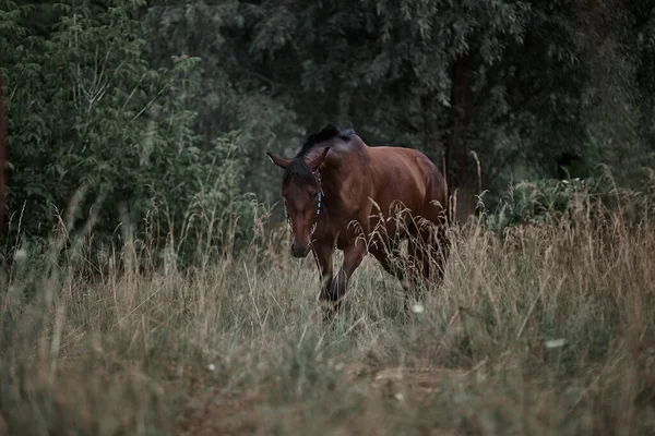 Beautiful bay horse running freeBeautiful bay horse running free